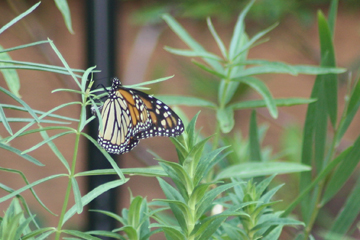 Monarch Michelle